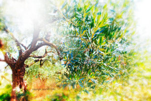 Arbre de Vie - Copyright Julie MECHALI