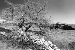 News: JM.arbre et de pierre N&B - Julie MECHALI